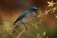 Gray-breasted Jay (Aphelocoma ultramarina) - Arizona - USA