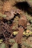 Curve-billed Thrashers (Toxostoma curvirostre) - Arizona
