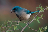 Gray-breasted Jay (Aphelocoma ultramarina) - Arizona - USA