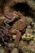 Curve-billed Thrashers (Toxostoma curvirostre) - Arizona