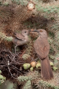 Curve-billed Thrasher Feeding Young in Nest - Arizona