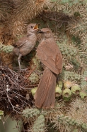 Curve-billed Thrashers (Toxostoma curvirostre) - Arizona