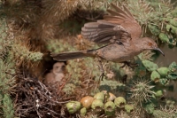 Curve-billed Thrashers (Toxostoma curvirostre) - Arizona