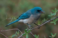 Gray-breasted Jay (Aphelocoma ultramarina) - Arizona - USA