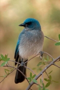 Gray-breasted Jay (Aphelocoma ultramarina) - Arizona - USA