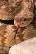 Black-tailed Rattlesnake (Crotalus molossus) - Arizona - USA