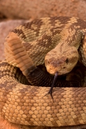 Black-tailed Rattlesnake (Crotalus molossus) - Arizona - USA