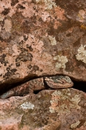 Yarrow\'s Spiny Lizard (Sceloporus jarrovii) - Arizona - USA