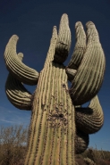 Saguaro Cactus  (Carnegiea gigantea) - Shot illegally with shotg