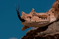 Sonoran Desert Sidewinder (Crotalus cerastes) - Arizona USA