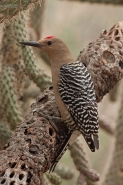Gila Woodpecker (Melanerpes uropygialis)-Sonoran desert -Arizona
