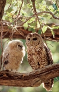 Spotted Owl Mother and Young (Strix occidentalis) - Arizona - US