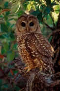 Spotted Owl (Strix occidentalis) - Arizona - USA