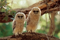 Spotted Owl Young (Strix occidentalis) - Arizona - USA