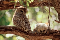 Spotted Owl Mother and Young (Strix occidentalis) - Arizona - US