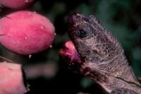 Desert Tortoise (Gopherus agassizii) - Arizona
