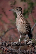 Greater Roadrunner (Geococcyx californianus) - Arizona