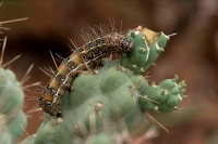 Caterpillar of the Cholla Moth (Euscirrhopterus cosyra) on Choll