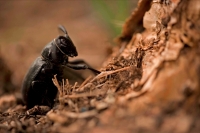 Long-horned Cactus Beetle (Moneilema gigas) - Laying eggs - Sono