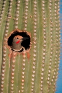 Gilded Flicker (Colaptes chrysoides) in Nest in Saguaro Cactus