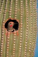 Gilded Flicker (Colaptes chrysoides) in Nest in Saguaro Cactus