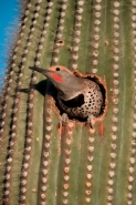 Gilded Flicker (Colaptes chrysoides) in Nest in Saguaro Cactus