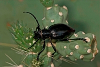 Long-horned Cactus Beetle (Moneilema gigas) - Sonoran Desert - A