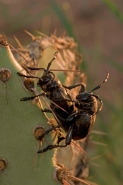 Long-horned Cactus Beetles Mating (Moneilema gigas) - Sonoran De