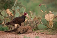 Turkey Vulture (Cathartes aura) on Javelina (Tayassu tajacu)