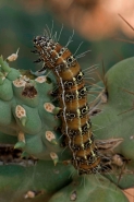Caterpillar of the Cholla Moth (Euscirrhopterus cosyra) on Choll