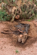 Javelina Carcass (Tayassu tajacu) - Arizona