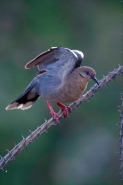 White-winged Dove (Zenaida asiataica) - Sonoran Desert - Arizona