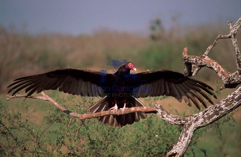 Turkey Vulture (Cathartes  aura) - Texas
