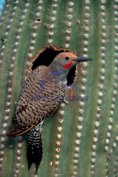 Gilded Flicker (Colaptes chrysoides) at Nest in Saguaro Cactus