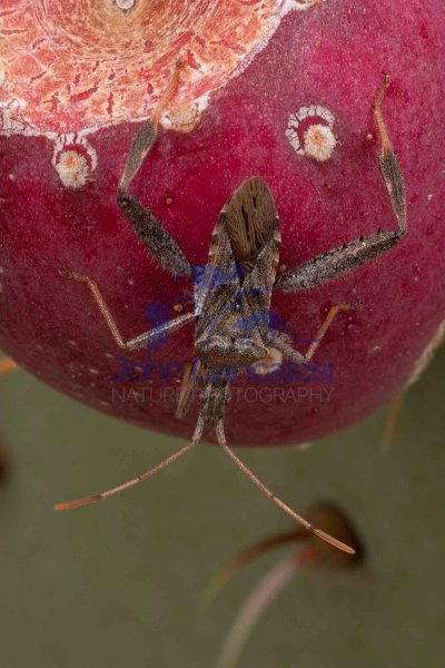 Leaf-footed Bug (Narnia inornata) on Prickly Pear Fruit (Opuntia
