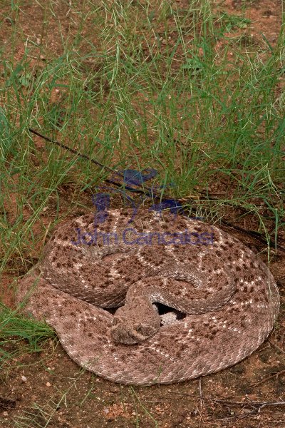 Western Diamondback Rattlesnake (Crotalus atrox) - Arizona