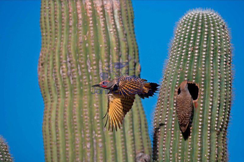 Gilded Flicker (Colaptes chrysoides) Flying from Nest - Arizona