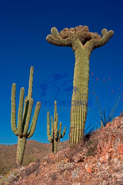 Saguaro Cactus  - Cristate Form - Sonoran Desert - Arizona - USA