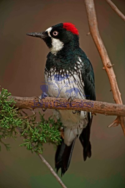 Acorn Woodpecker (Melanerpes formicivorus) - Arizona