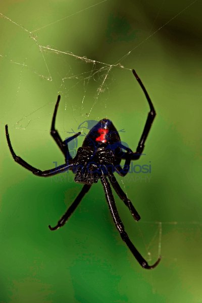 Black Widow Spider (Latrodectus hesperus) - Arizona