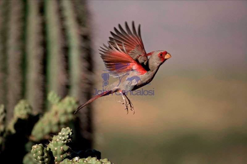 Pyrrhuloxia (Cardinalis sinuatus) - Arizona