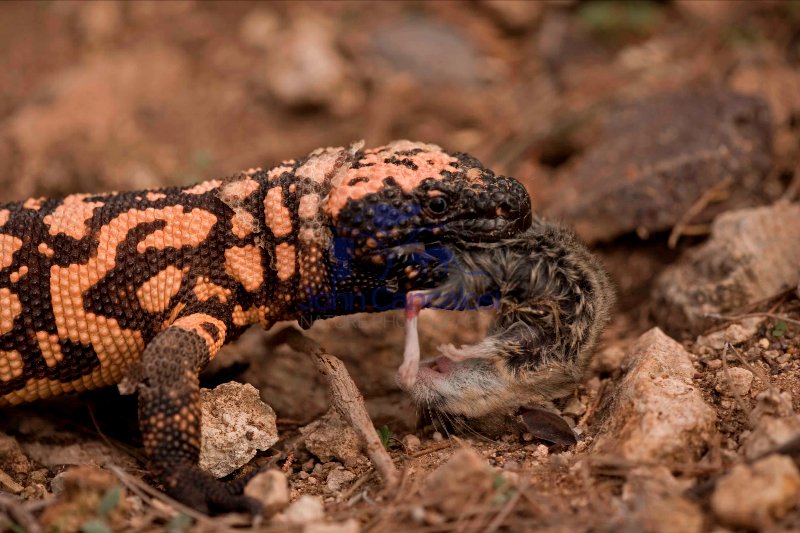 Gila Monster (Heloderma suspectum)  Eating a Deer Mouse - Southe