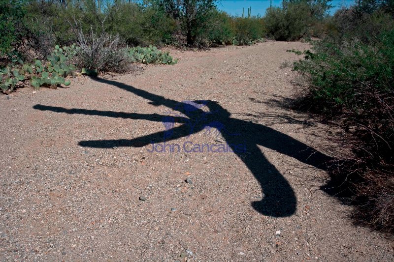 Saguaro Cactus Shadow (Carnegiea gigantea) Arizona - USA