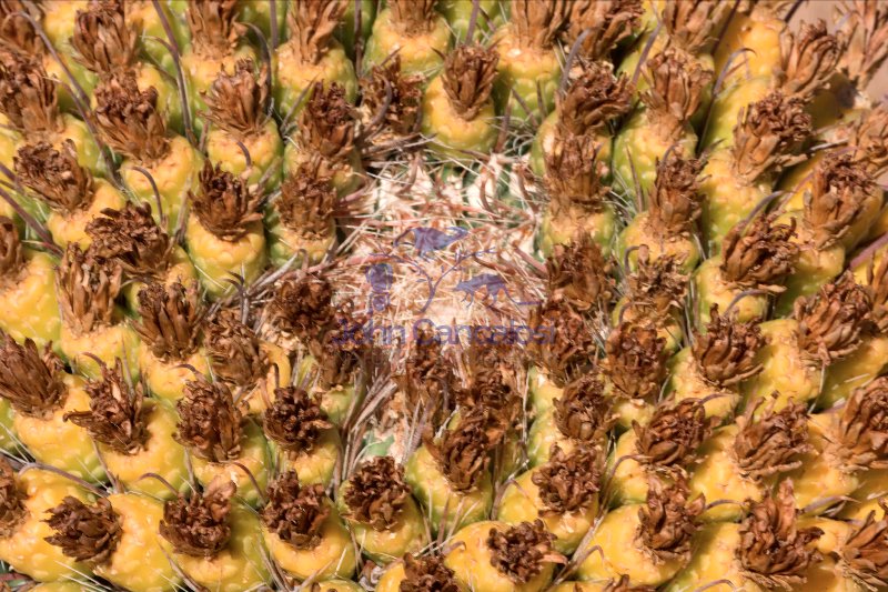 Fishhook Barrel Cactus (Ferocactus wislizeni) - Arizona