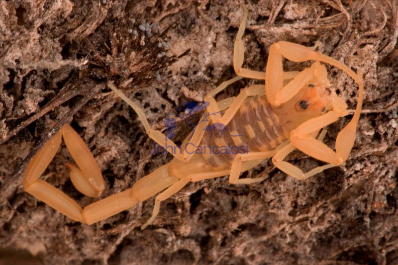 Bark Scorpion (Centruroides exilicauda) - Arizona - USA