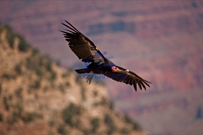 California Condor-Arizona - USA