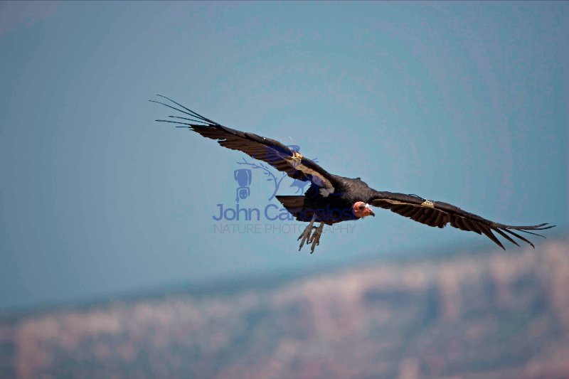 California Condor-Arizona - USA