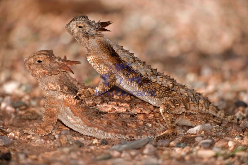 Regal Horned Lizard (Phrynosoma solare) - Arizona -Pair mating-