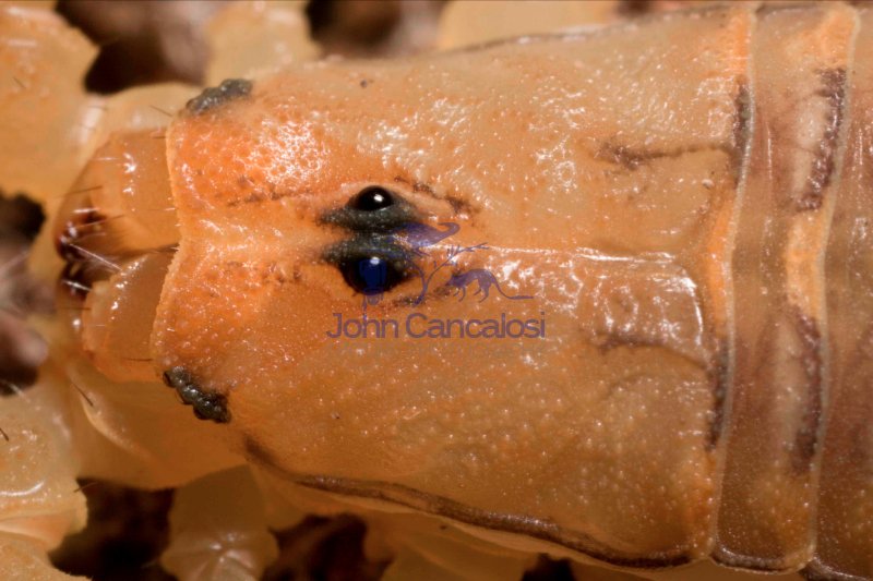Bark Scorpion (Centruroides exilicauda) -Closeup of head -  Ariz