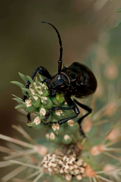 Long-horned Cactus Beetle (Moneilema gigas) - Sonoran Desert - A